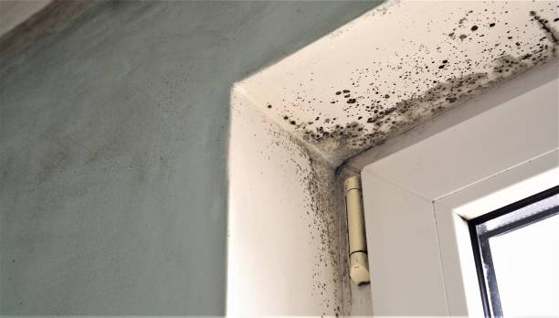 Reliable Old Orchard, PA Mold Removal Solutions