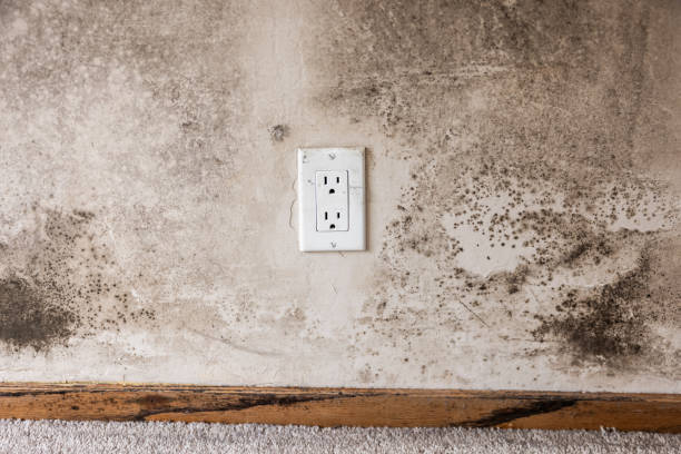 Best Water Damage & Mold Remediation  in Old Orchard, PA