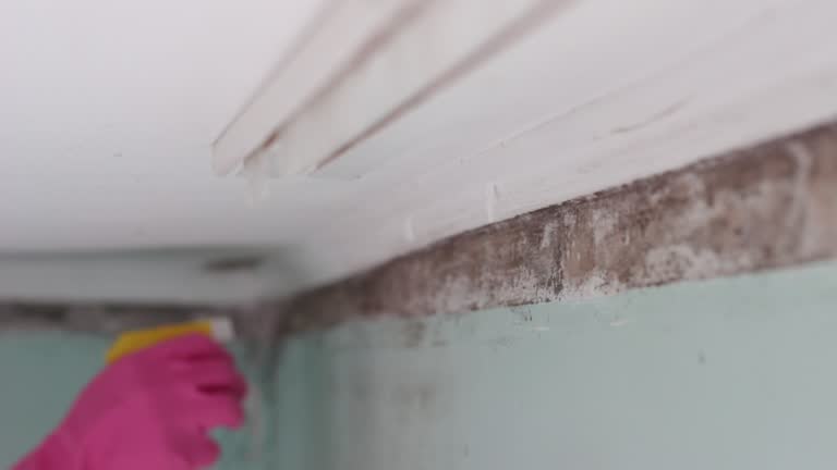 Best Black Mold Removal  in Old Orchard, PA